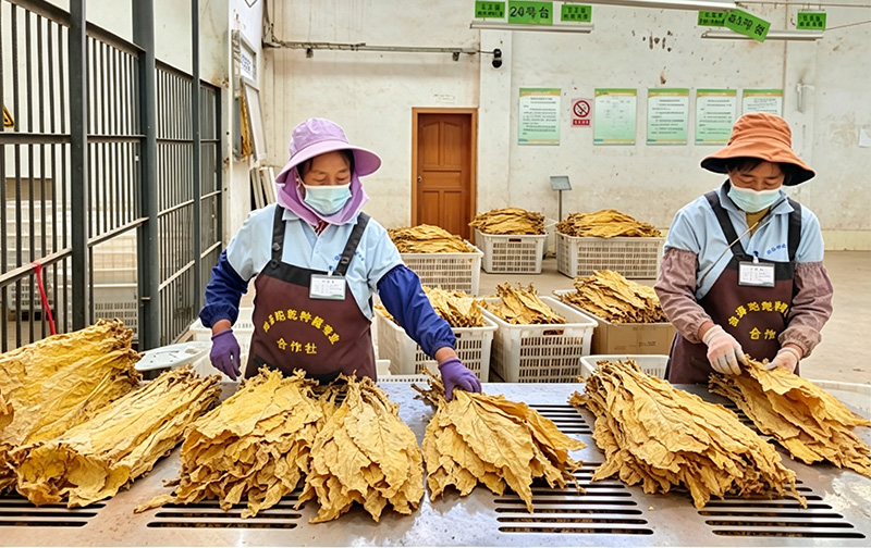 收购现场。金艳敏摄