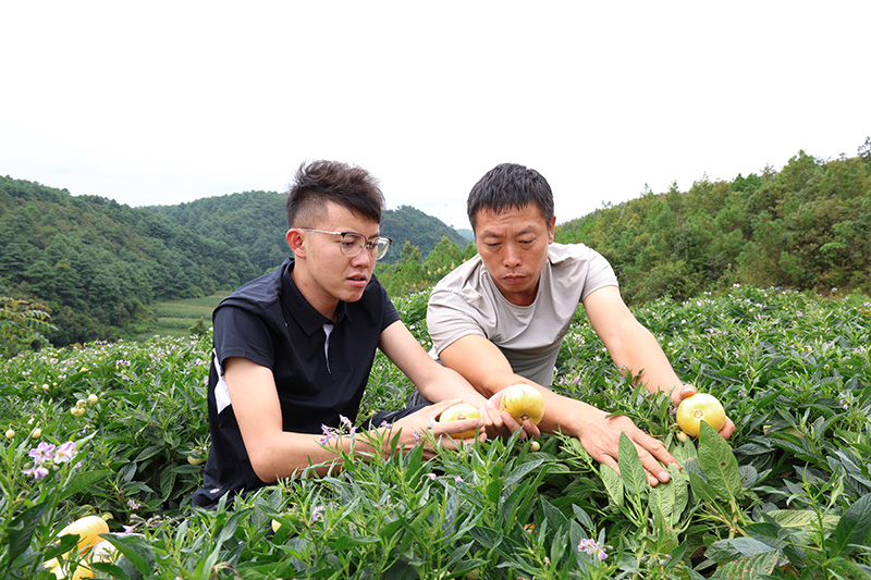 企业与种植户在查看人参果生长情况-