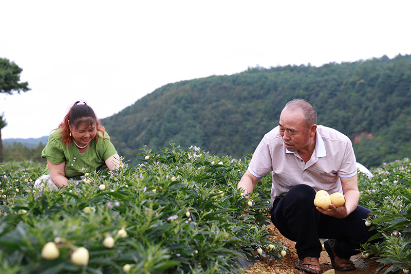 “西瓜”人参果采摘