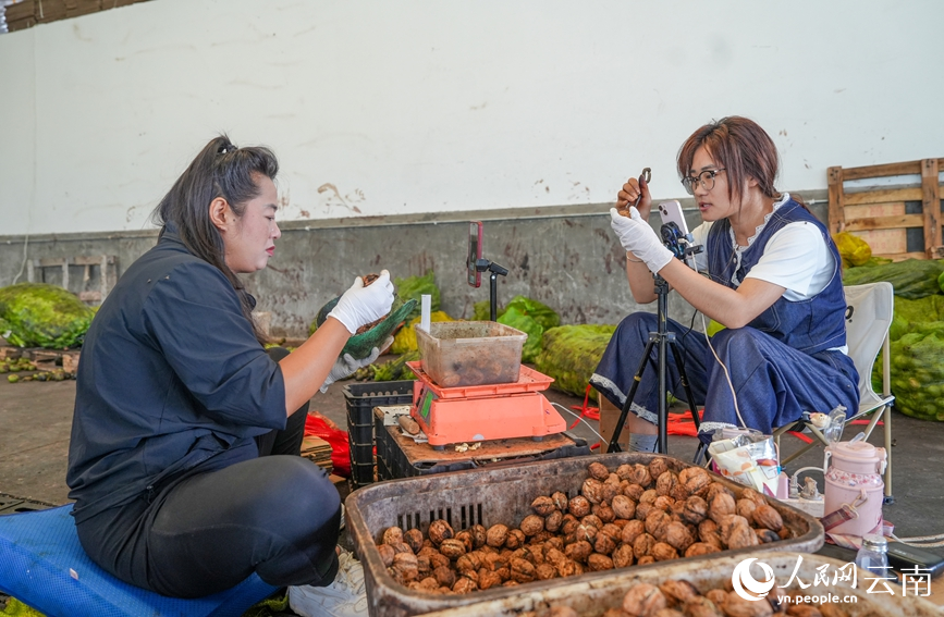 漾濞縣蒼山西鎮馬廠村核桃加工車間內，工作人員正在直播售賣核桃。人民網記者 虎遵會攝