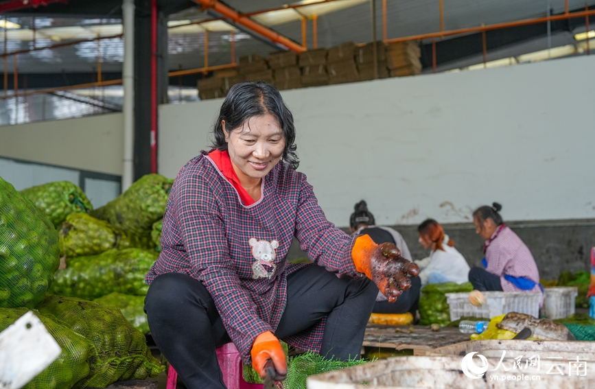 漾濞縣蒼山西鎮馬廠村核桃加工車間內，工人忙於剝核桃青皮。人民網記者 虎遵會攝