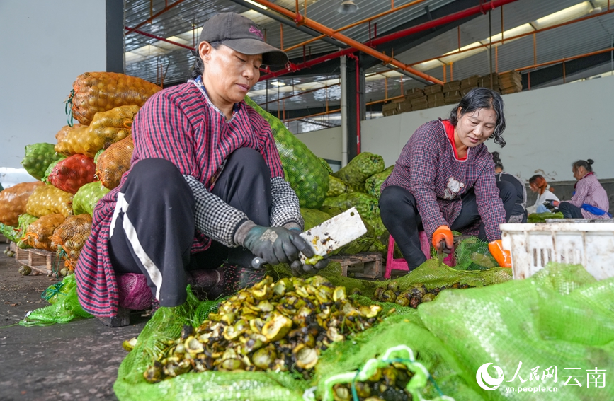 漾濞縣蒼山西鎮馬廠村核桃加工車間內，工人正在剝核桃青皮。人民網記者 虎遵會攝