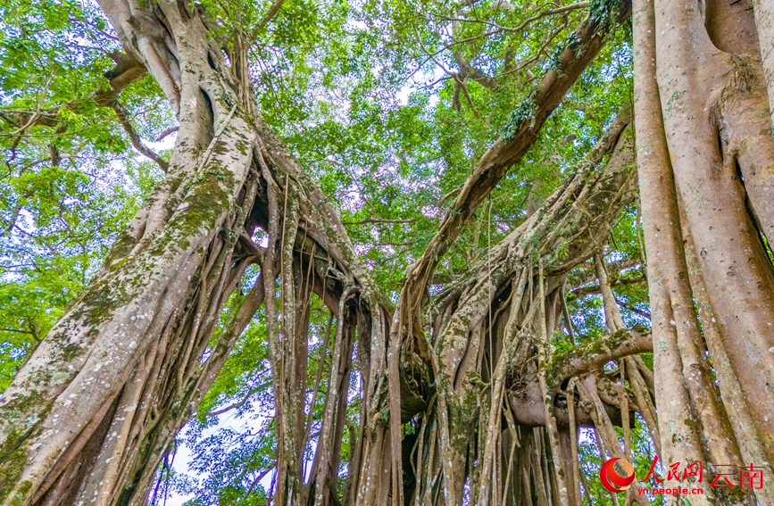 百年榕树数十根粗壮树干连成一片。人民网记者 虎遵会摄