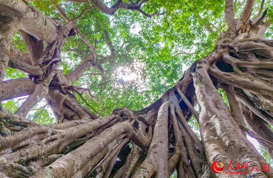 百年榕树数十根粗壮树干连成一片。人民网记者 虎遵会摄