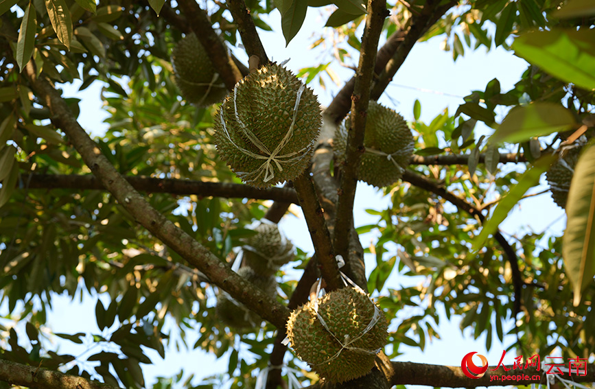 9月4日，雲南省金平縣金水河鎮榴蓮種植基地內，青綠飽滿的榴蓮挂滿枝頭。人民網記者 虎遵會攝