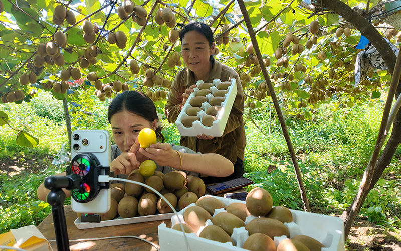 果農在基地直播售賣獼猴桃。