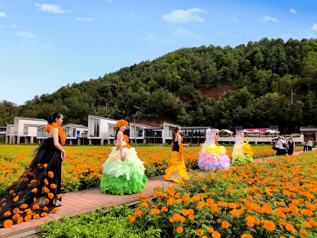 阿呀嚕中藥材康養園裡萬壽菊盛開。南華縣委宣傳部供圖