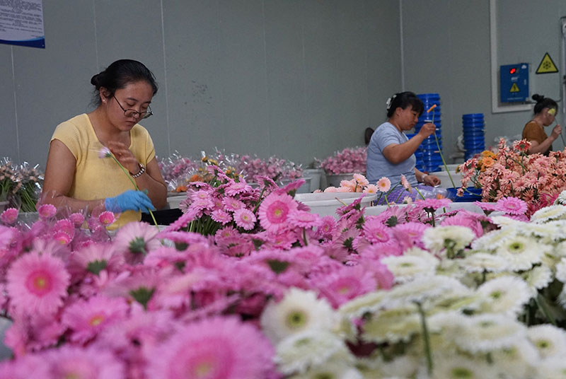 花工忙着打包鲜花-何啸摄-2026年9月4日-(2)