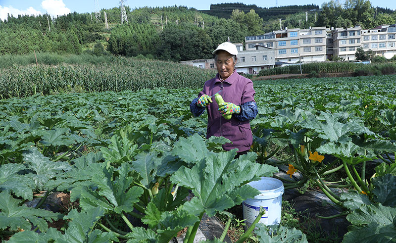 村民採收西葫蘆。胡晏攝