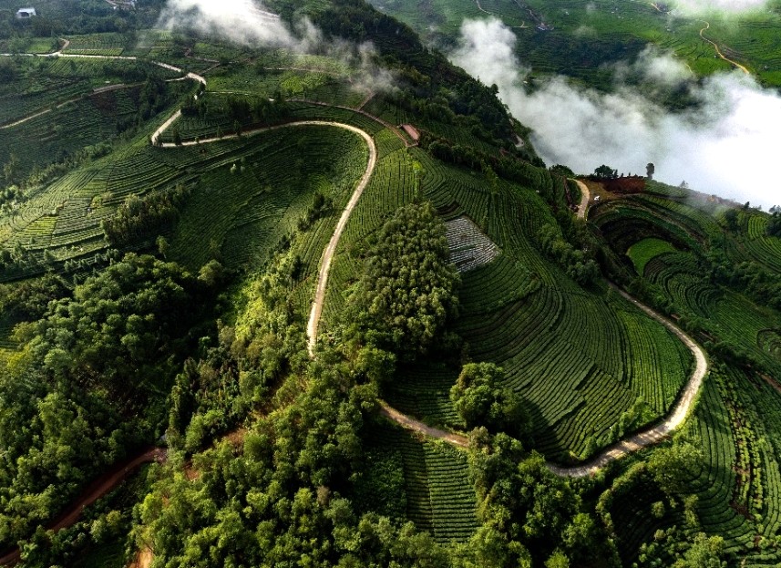 萬畝茶山。龍陵縣委宣傳部供圖