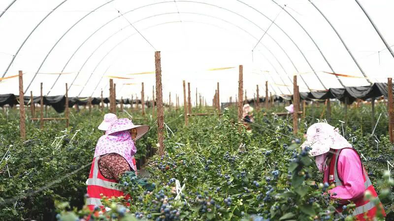 藍莓採收勞動競賽（丘北縣融媒體中心供圖）