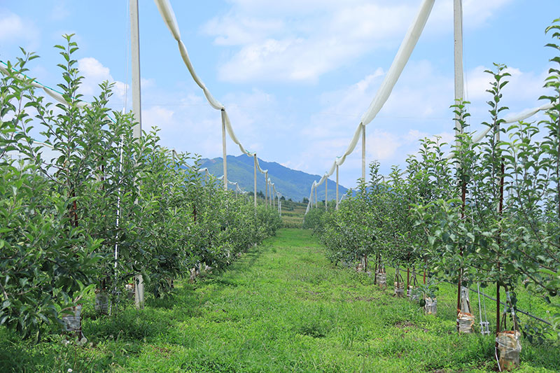 “滇紅脆”果苗培育基地。彭川攝