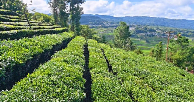 看茶山與稻田的“混搭”之美