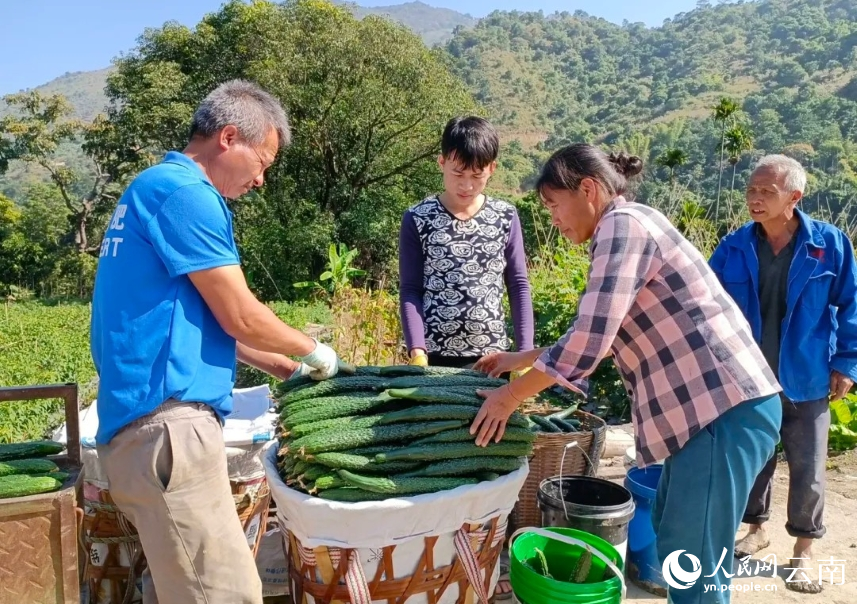 迤薩鎮的村民們正忙著將一筐筐翠綠鮮亮的黃瓜搬運上秤。毛敬華攝