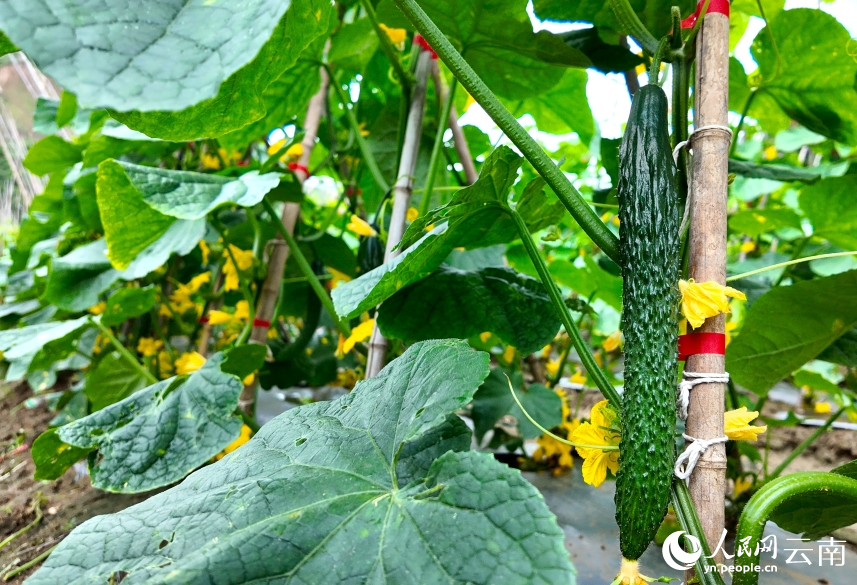 田地裡的黃瓜。毛敬華攝