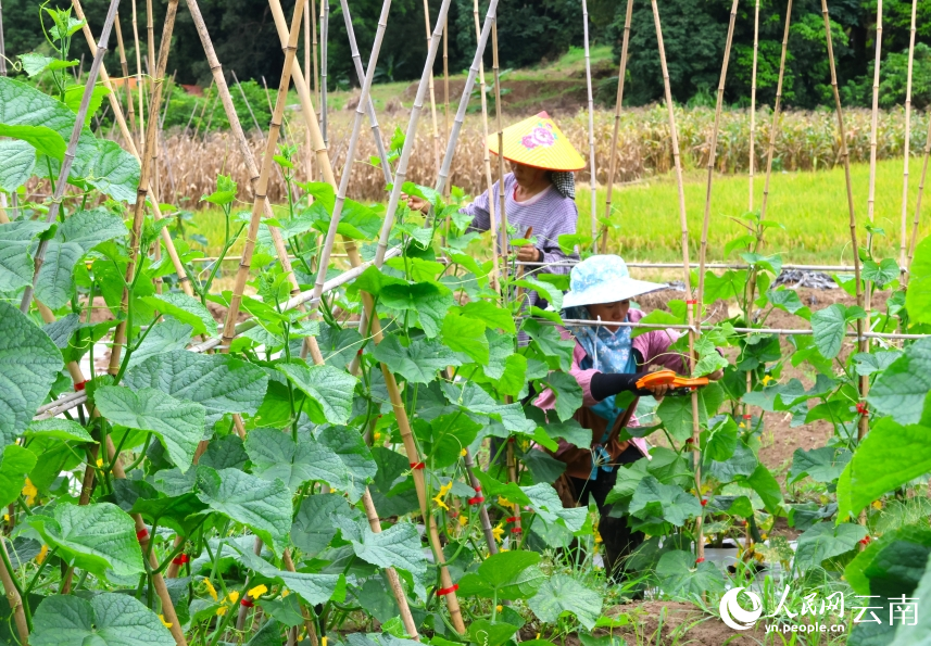 迤薩鎮的村民們採摘黃瓜。毛敬華攝