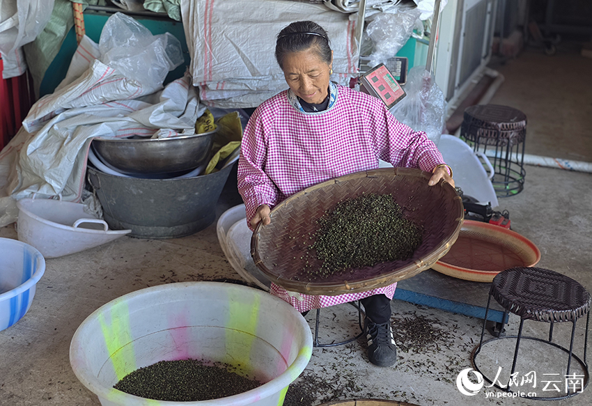 【4】程榮龍的母親正在挑選剛收的花椒。人民網-尹馨攝