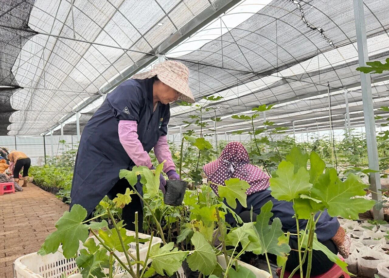 務工群眾在育苗大棚管護無花果幼苗