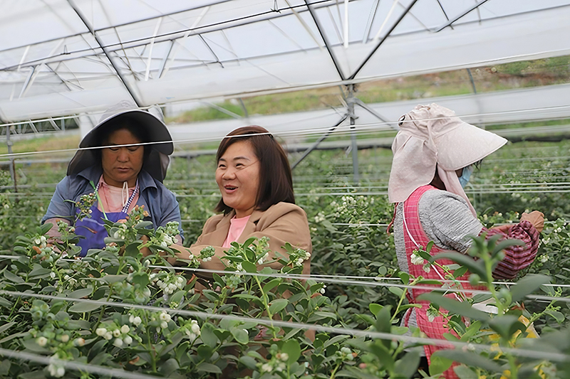 農技人員深入藍莓種植大棚，現場查看長勢、指導管護，把技術服務送到田間地頭
