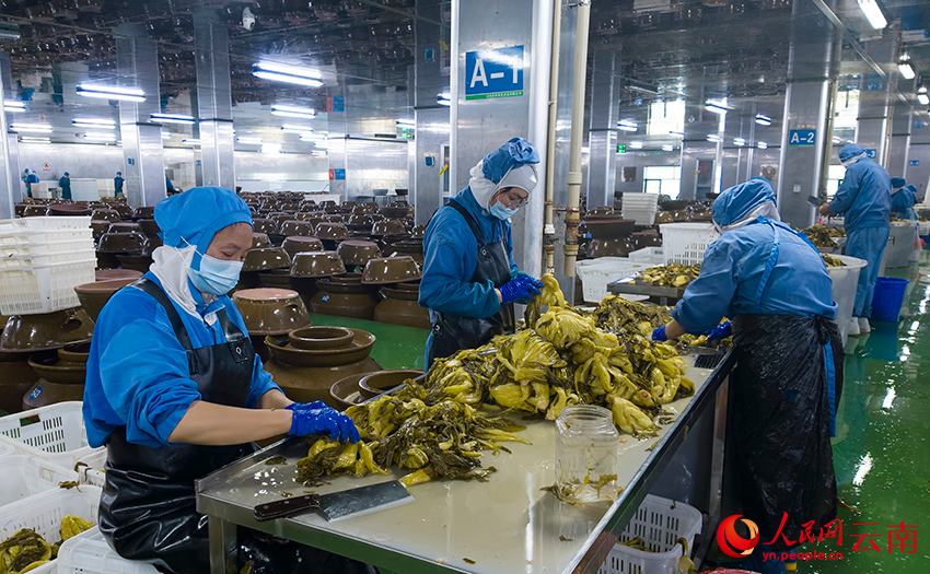 云南思农绿色食品有限公司的酸菜生成车间。人民网记者 符皓摄