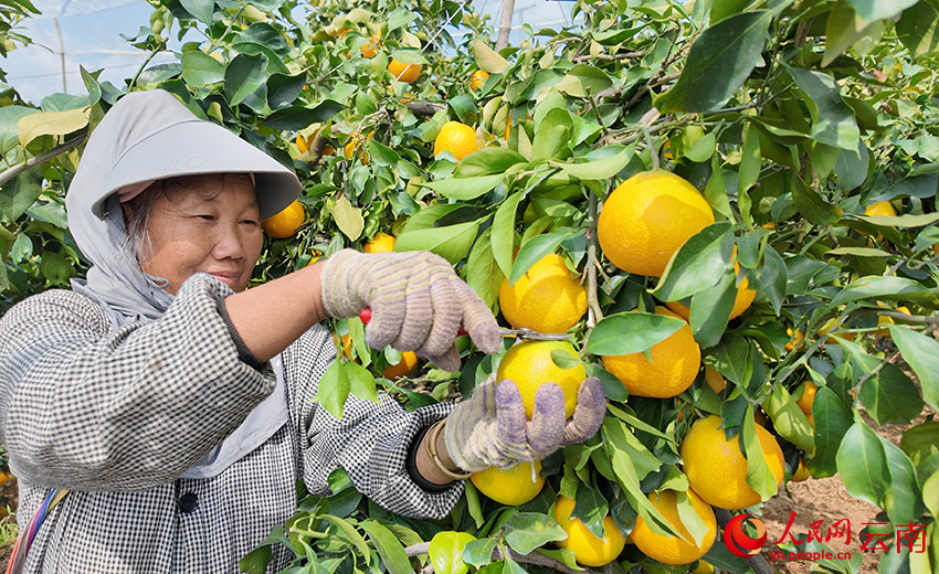 工人採摘“紅美人”。趙龍雲攝