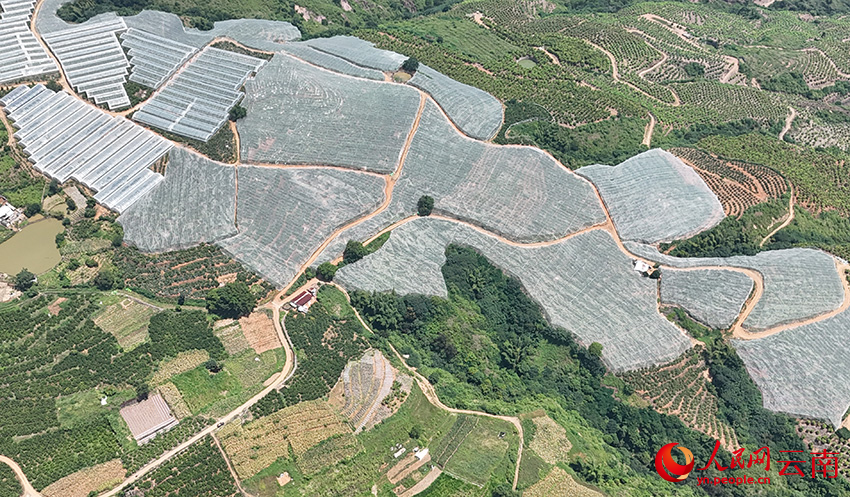 紅河縣牛多樂“紅美人”柑橘連片種植基地。趙龍雲攝