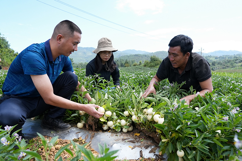 人参果种植基地。