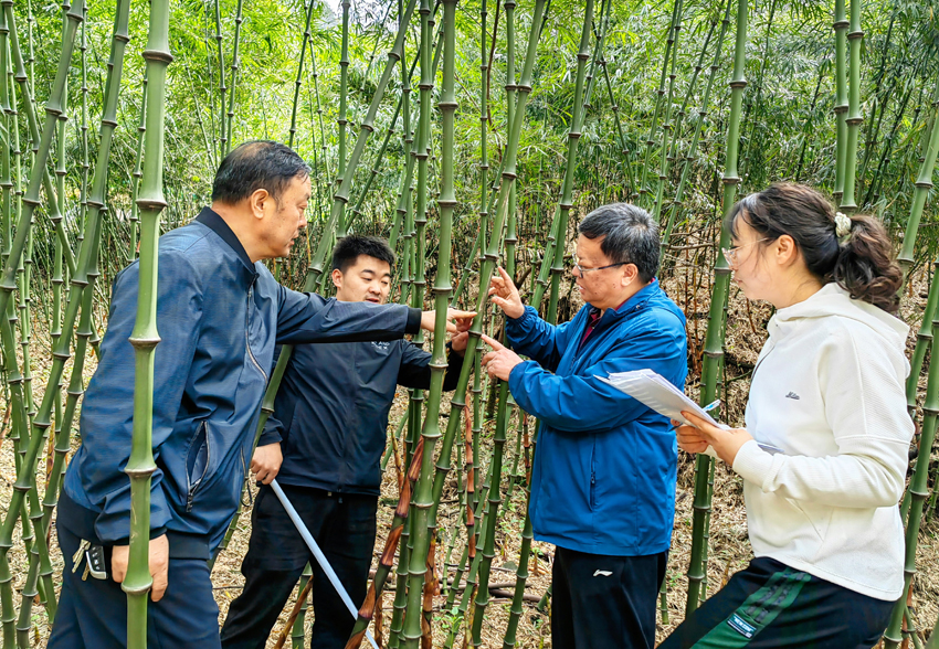 董文淵(右二)在大關縣竹林中進行技術交流。大關縣委宣傳部供圖攝