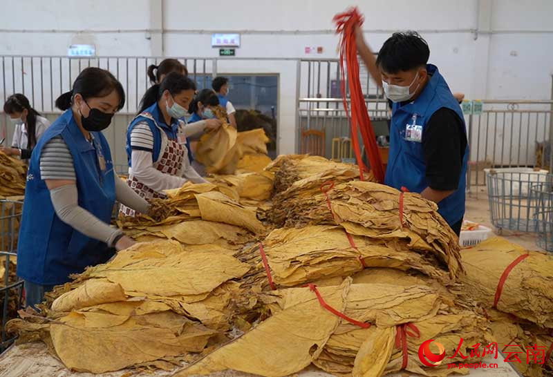 在賓川縣雞足山鎮,工作人員正在分揀煙葉。張鑌攝