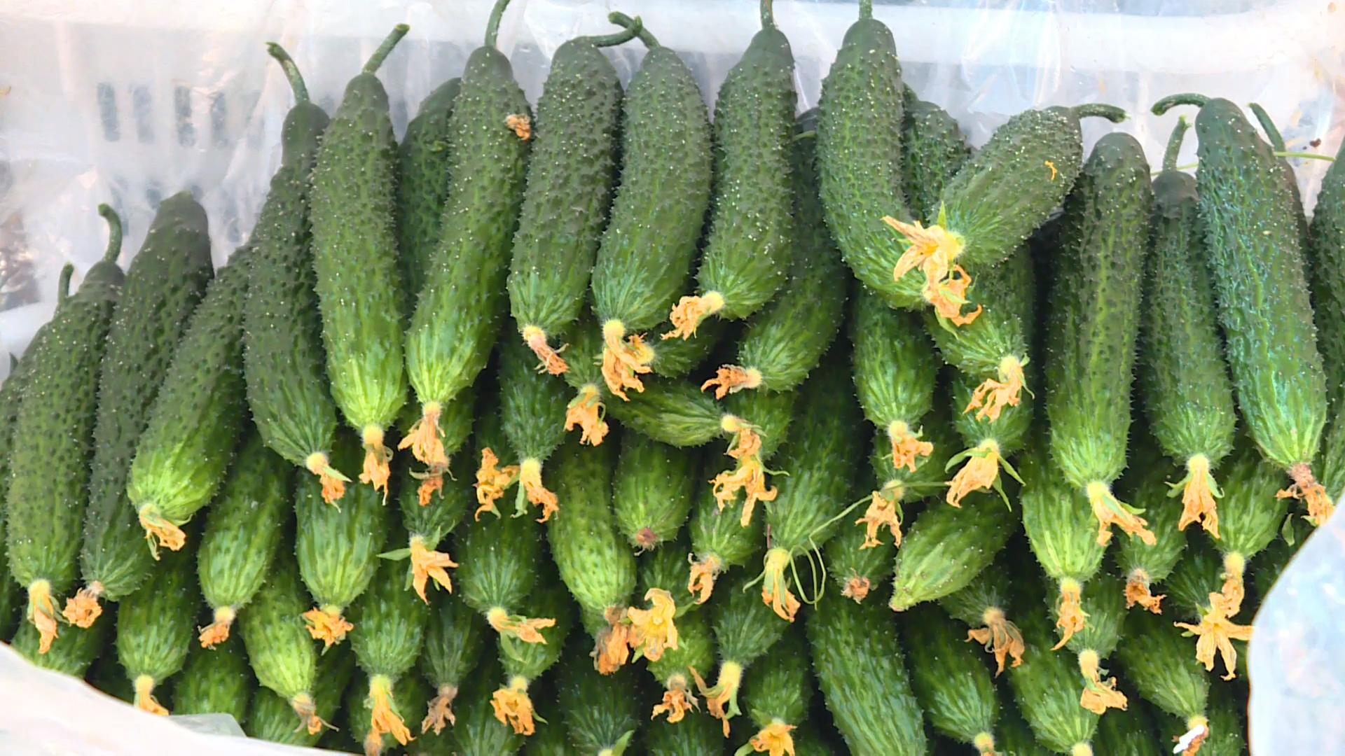基地种植的黄瓜。弥渡县融媒体中心供图