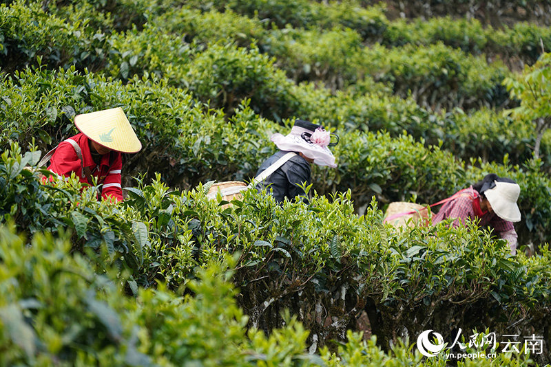 采茶的群众。王东华摄