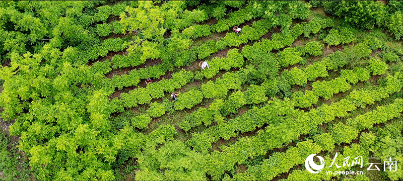 【5】翁兴村茶园。茶潇琦摄