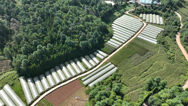 師宗縣漾月街道豐嶺村委會矣宜村番茄種植基地。