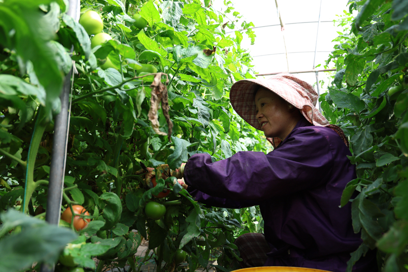 師宗縣漾月街道豐嶺村委會矣宜村番茄種植基地農戶正在採摘番茄。