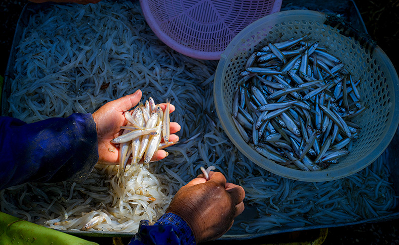 漁民打撈上來的魚。