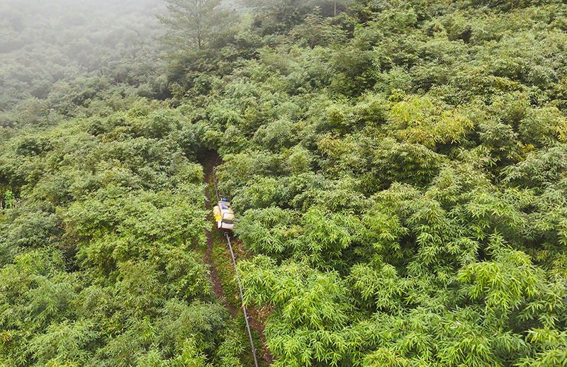 竹海間的單軌運輸車-2026年9月24日攝