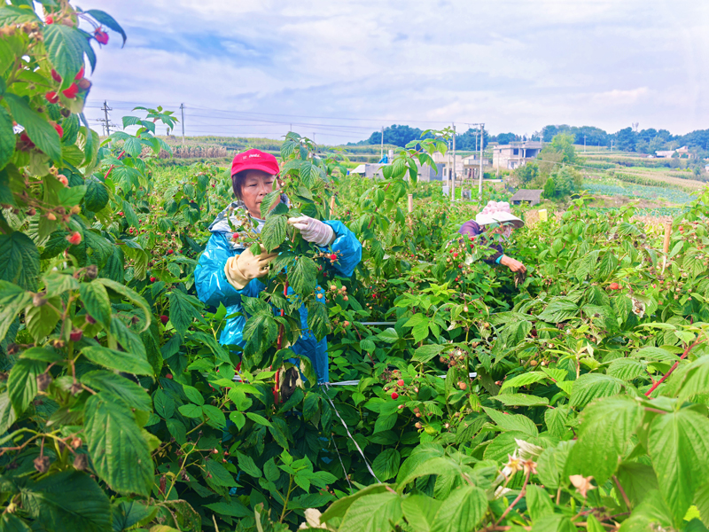 村民採摘樹莓鮮果。9月27日攝。