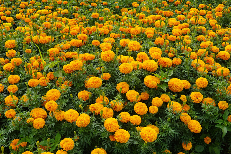 菊花觀賞活動現場-周伶鈺攝-2026年9月29日-(3)