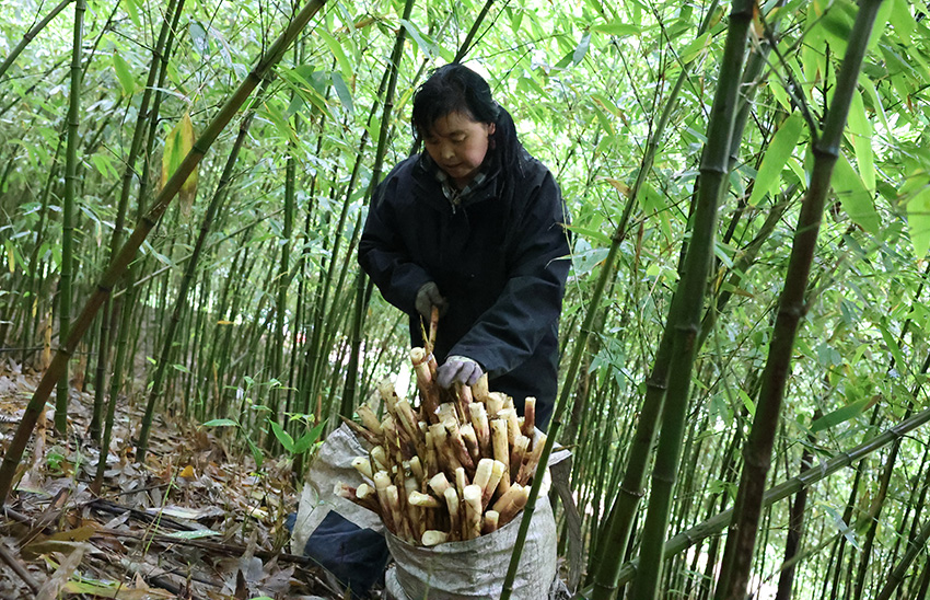 採筍。彭明星攝