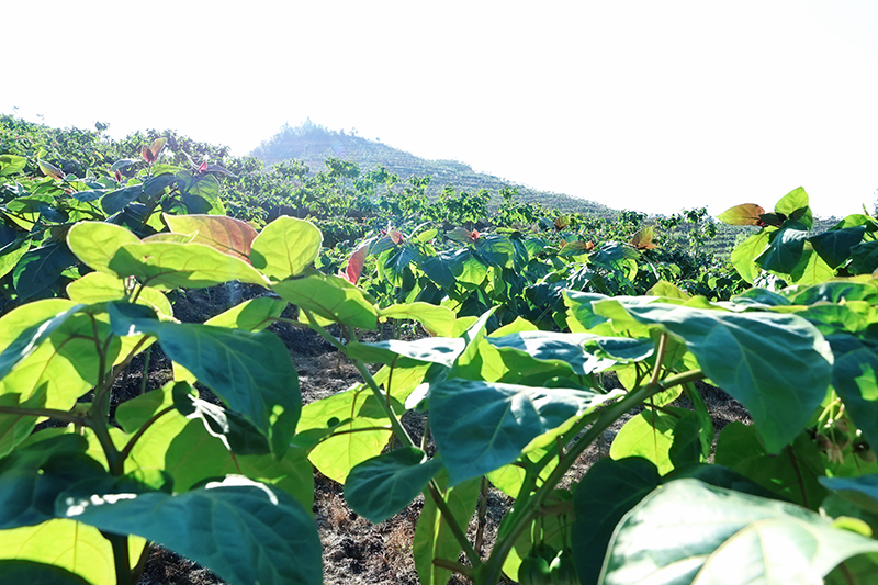 树番茄基地。