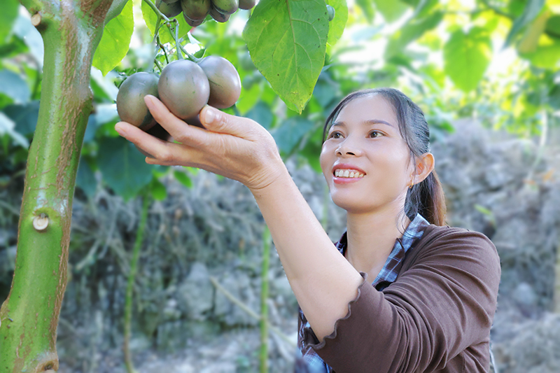 村民喜获树番茄丰收。