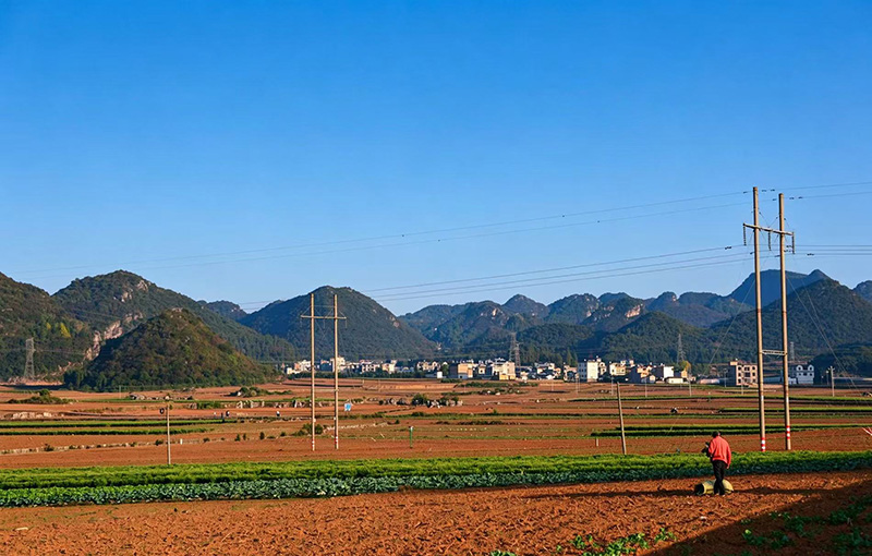 板桥镇金鸡村，农户正在播种油菜。吴斯涵摄
