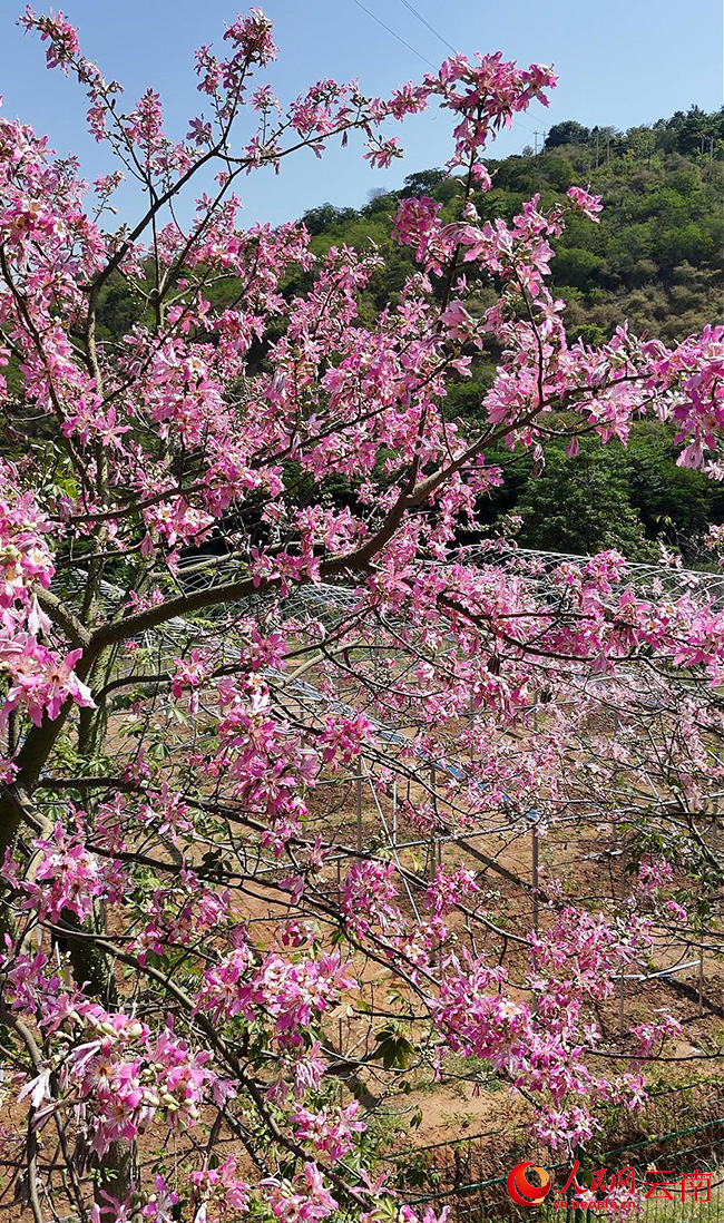 紅河縣河谷異木棉綻放。趙龍雲攝