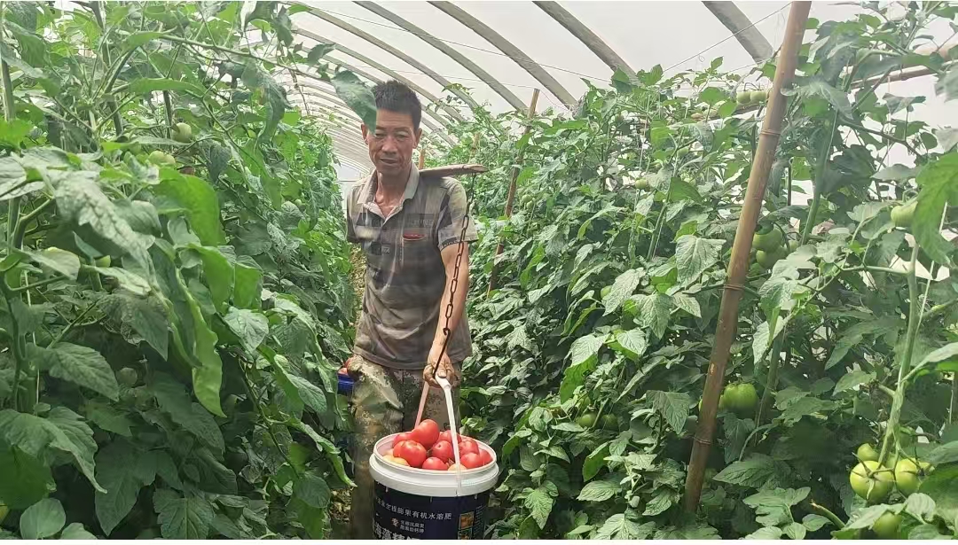 在大棚裡務工的農戶。