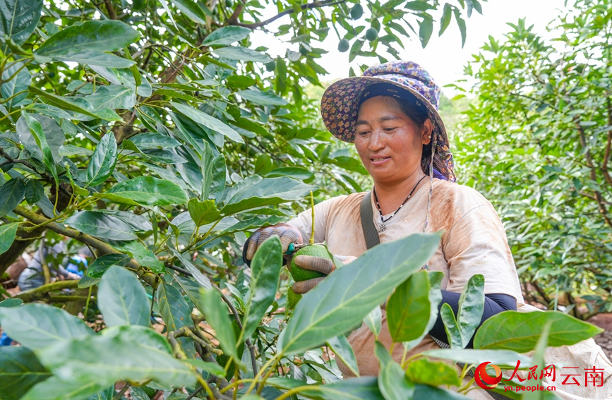 孟连县牛油果种植基地内，果农正在采摘牛油果。人民网记者 虎遵会摄