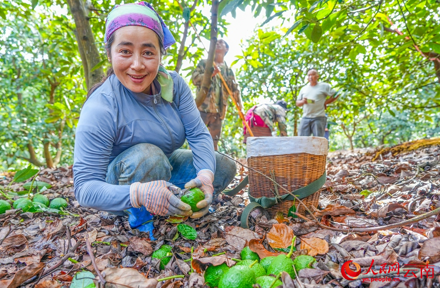 孟连县牛油果种植基地内，果农正在采收牛油果。人民网记者 虎遵会摄