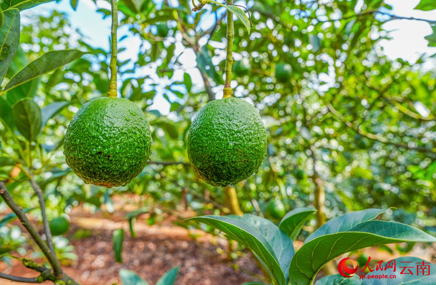 孟连县牛油果种植基地内，饱满的牛油果挂满枝头。人民网记者 虎遵会摄