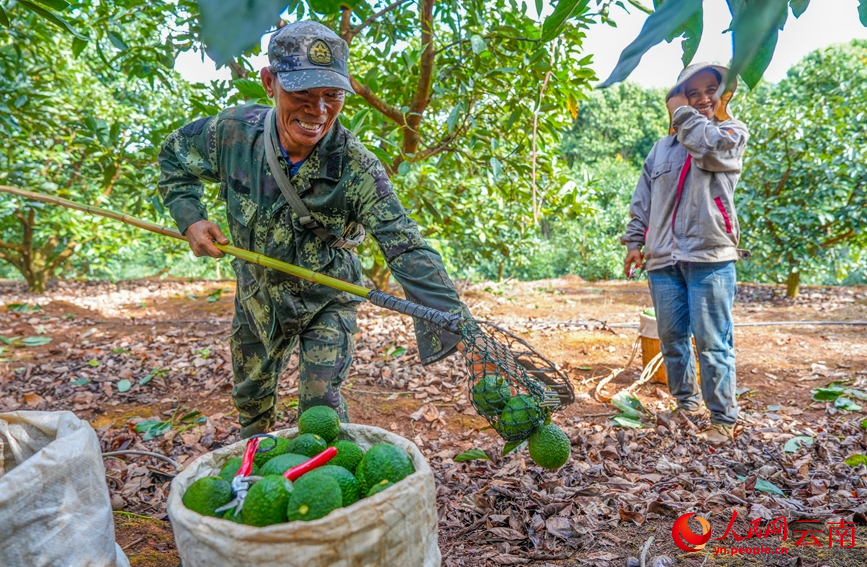 孟连县牛油果种植基地内，果农正在采收牛油果。人民网记者 虎遵会摄