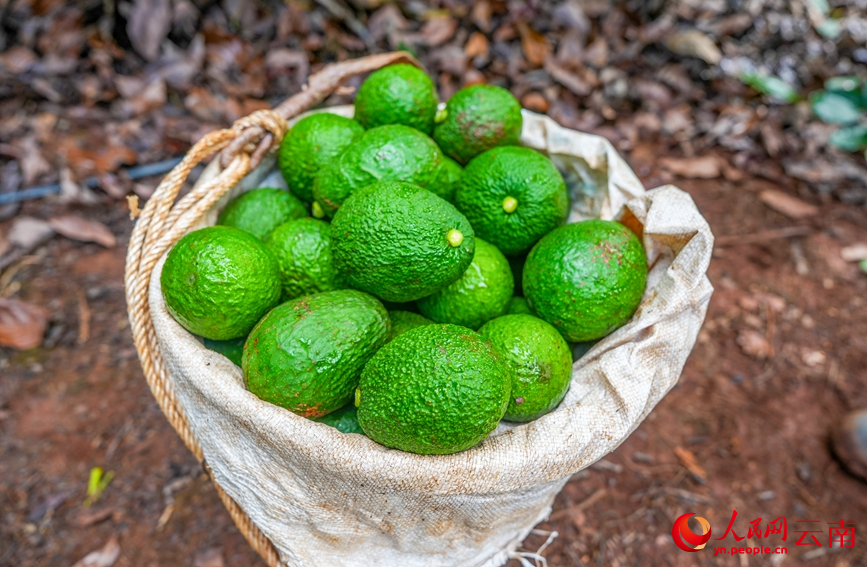 孟连县牛油果种植基地内，果农采收的牛油果。人民网记者 虎遵会摄