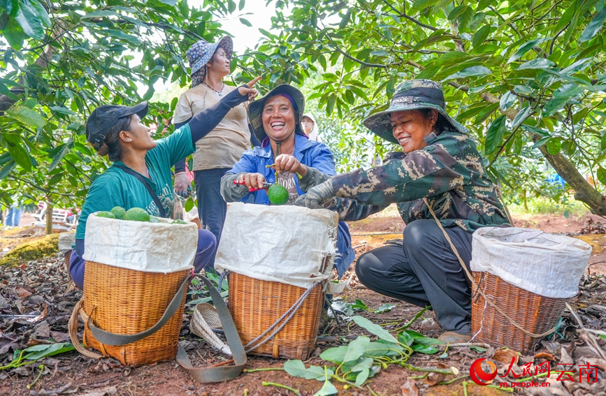 孟连县牛油果种植基地内，果农正在采收牛油果。人民网记者 虎遵会摄